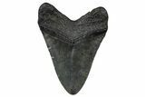 Fossil Megalodon Tooth - South Carolina #374781-1